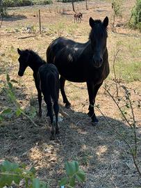 Cavalla gravida pony esperia