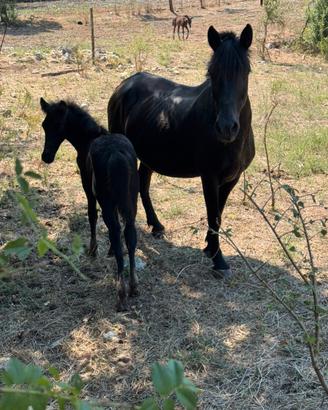 Cavalla gravida pony esperia