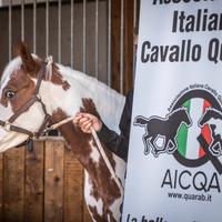 Cavalla americana quarab