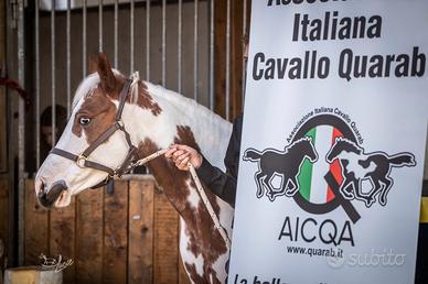 Cavalla americana quarab