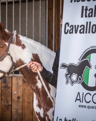 Cavalla americana quarab