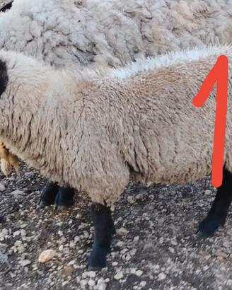 Agnello SUFFOLK