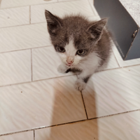 Gatto cucciolo