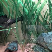 valisneria pianta acquario 