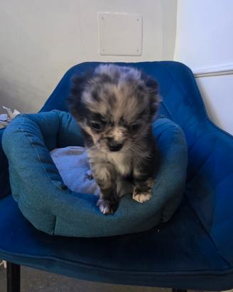 Chihuahua mini a pelo lungo