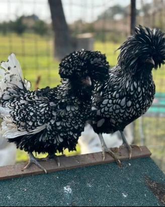 Galline ornamentali