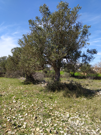 Terreno agricolo a due passi da a Santeramo