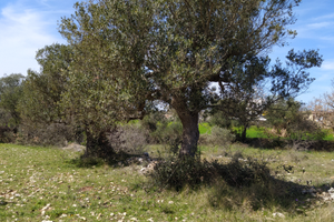 Terreno agricolo a due passi da a Santeramo