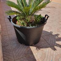 Cycas (varie misure)