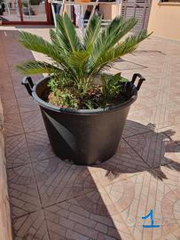 Cycas (varie misure)