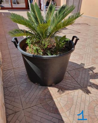 Cycas (varie misure)