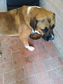 Thor incrocio pastore del Caucaso pitbull
