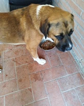 Thor incrocio pastore del Caucaso pitbull