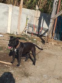 Cucciolo amstaff