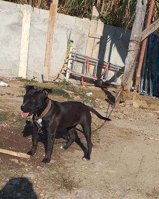 Cucciolo amstaff