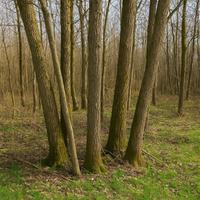 Legna da ardere in piedi – €5 al quintale!