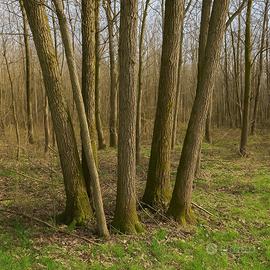 Legna da ardere in piedi – €5 al quintale!