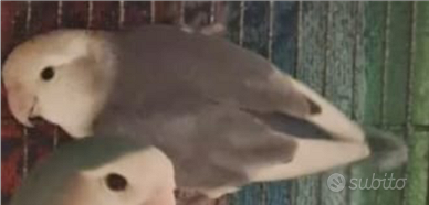 Pappagallo inseparabili