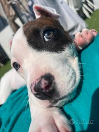 Amstaff