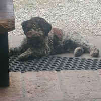 Lagotto Romagnolo cuccioli