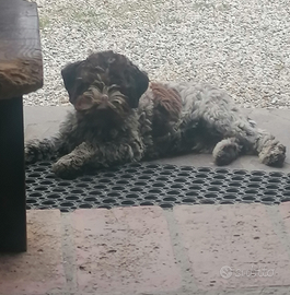 Lagotto Romagnolo cuccioli