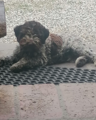 Lagotto Romagnolo cuccioli