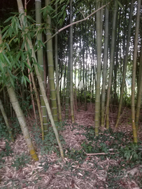 Canne e paletti di bambù per hobbistica e pomodori