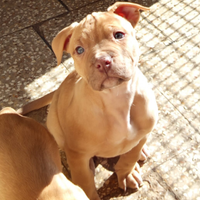 Cuccioli di Pitbull