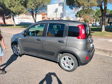 PANDA IBRIDA