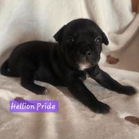 Staffordshire bull terrier cuccioli