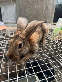 Coniglio maschio monta