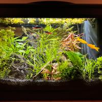 Acquario Nuovo, Completo,Montaggio e Avvio inclusi