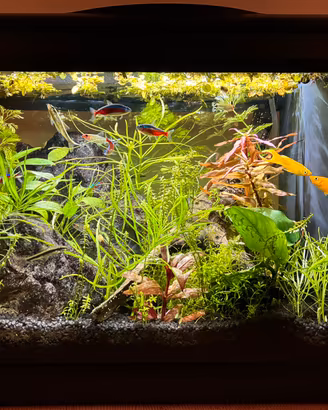 Acquario Nuovo, Completo,Montaggio e Avvio inclusi