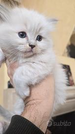 Ragdoll cuccioli unici