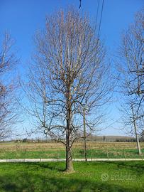 albero da legna