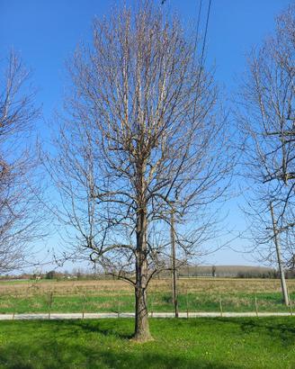 albero da legna