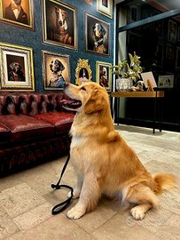 Golden retriever americano per monte