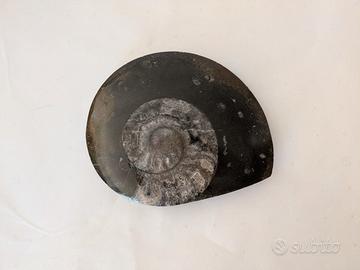 Ammonite