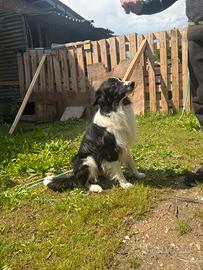 Border collie