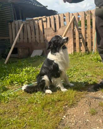 Border collie
