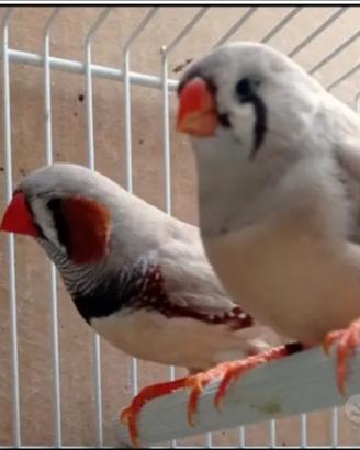 Olandesi coppia XXL