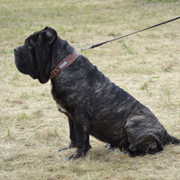 Mastino Napoletano Disponibile per Monte