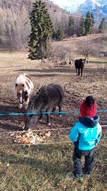 Coppia pony