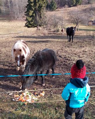 Coppia pony
