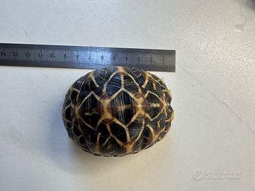 Tartarughe Elegans BLACK FRIDAY