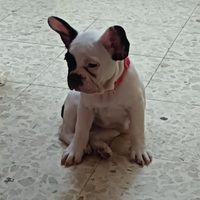 Cucciola bulldog francese