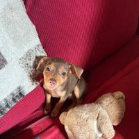 Cucciolo di Pinscher Nano