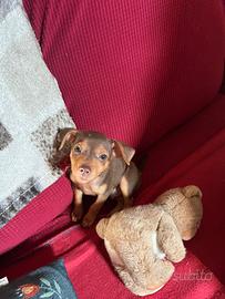 Cucciolo di Pinscher Nano