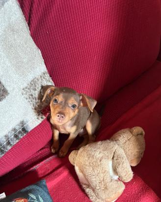 Cucciolo di Pinscher Nano