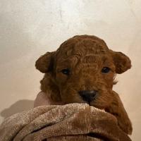 Cuccioli di barbone toy con pedigree ENCI